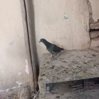 کبوتر پلاکی پدر مادر دار|پرنده|تاکستان, |دیوار