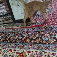 گمشده|حیوانات|اهواز, کمپلو جنوبی|دیوار