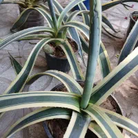 کاکتوس آگاو  و آلوورا