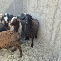 تعدادی قوچ به فروش می رسد