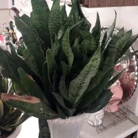 گل سانسوریا|گل و گیاه طبیعی|رشت, کوی جام جم|دیوار