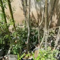 درخت گل گیاه تنه درخت|صنایع دستی و سایر لوازم تزئینی|تهران, طرشت|دیوار