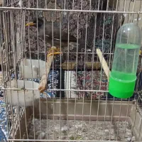 مرغ مینا جوجه