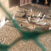 رنگی/هندیجان|پرنده|بندر ماهشهر, |دیوار