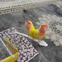 کوتوله  برزیلی