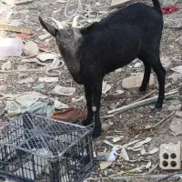 بز نژاد دار