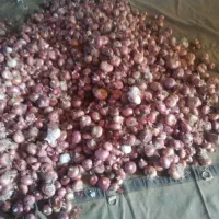 پیاز|خدمات باغبانی و درختکاری|دهگلان, |دیوار