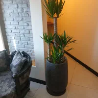 خدمات باغبانی احمدی سرویس درتمام نقاط تهران