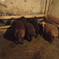 بزغاله وبره فروشی.