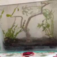آکواریوم پلنت|ماهی|تبریز, |دیوار