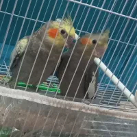 جوجه عروس هلندی