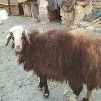 بره ماده