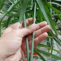 قلمه نخل مرداب ..