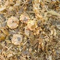 ذرت علوفه ای