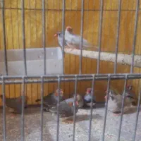 فنچ نر وماده