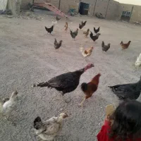 خروس مرغ بوقلمون|حیوانات مزرعه|بوژگان, |دیوار