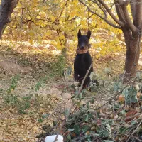 سگ نردوبرمن.مشکی|سگ|سبزوار, قصبه شرقی|دیوار