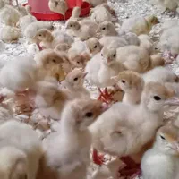 بوقلمون بیوتی