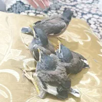 جوجه مینا
