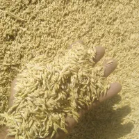 جو آبی شهبد