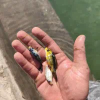 ماهی کوی|ماهی|مهریز, |دیوار