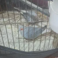 کبوتر زینتی الماسی چینی در چرام|پرنده|چرام, |دیوار