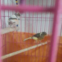 قناری نر و ماده|پرنده|اراک, |دیوار