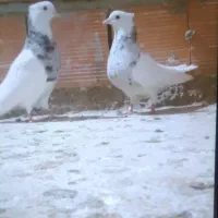 یک جفت کبوتر طوقی به شرط