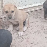 کچ سرابی اصل