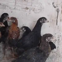 جوجه لاری و دورگه