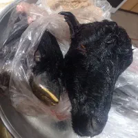 کله پاچه|خوردنی و آشامیدنی|بندر کنگان, |دیوار