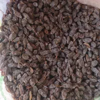 مویز درجه ۱|عمدهفروشی|شیراز, گلستان|دیوار