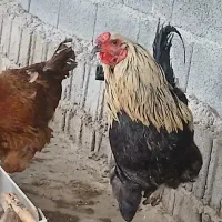 فروش خروس اراکانا و پلیموت