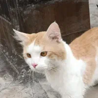 گربه‌ خانگی پیدا شده