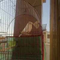 قناری|پرنده|برازجان, |دیوار