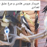 خ عروس هلندی