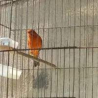 قناری سرخ نر و ماده آماده رنگ طبیعی