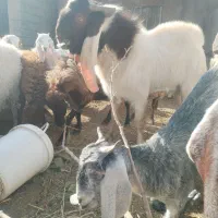 نربز پاکستانی|حیوانات مزرعه|نوده انقلاب, |دیوار