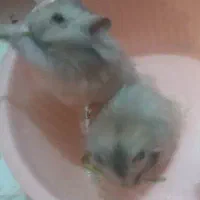 همسترهای بانمک و فشن|موش و خرگوش|شیراز, فرگاز|دیوار