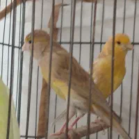یک جفت قناری با جوجه و دو عدد جوجه سهره