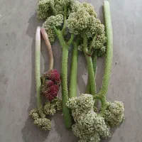 ریواس و کنگر