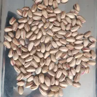 پسته اکبری رفسنجان