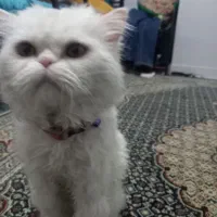 گربه گمشده