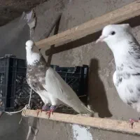 کبوتر