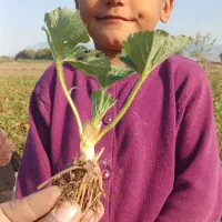 نهال توت فرنگی سابیرینا|گل و گیاه طبیعی|مینودشت, |دیوار