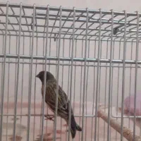 گلبسر|پرنده|ری, شهرری|دیوار