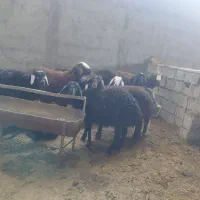 بره میش بز|حیوانات مزرعه|نجف‌آباد, حومه نجف آباد|دیوار