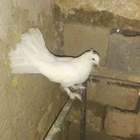 کفتر دم چتری خوب