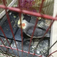 عروس هلندی|پرنده|ماهدشت, |دیوار