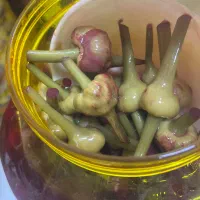 سیر صدفی و گل سیر|خوردنی و آشامیدنی|قم, لسانی|دیوار